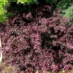 Red Diamond Loropetalum - 7 Gallon Pot -Outlet Aegis Garden Store Picture LoropetalumRedDiamond 4 1