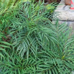 Soft Caress Mahonia - 2 Gallon Pot 14 Soft Caress Mahonia - 2 Gallon Pot -Outlet Aegis Garden Store Picture Mahonia Soft Caress Foliage 1