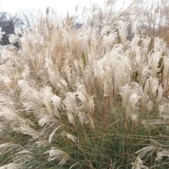 Adagio Dwarf Maiden Grass (Miscanthus Sinensis) - 6-Pack Of 1 Gallon Pots -Outlet Aegis Garden Store Picture Maiden Grass Adagio Dwarf 2