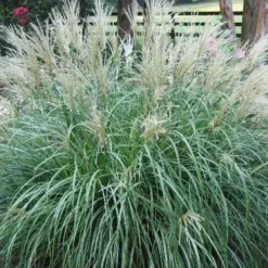 Adagio Dwarf Maiden Grass (Miscanthus Sinensis) - 6-Pack Of 1 Gallon Pots -Outlet Aegis Garden Store Picture Maiden Grass Adagio Dwarf