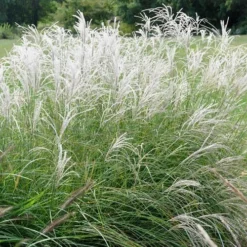 Little Kitten Dwarf Maiden Grass - Miscanthus Sinensis - 1 Gallon Pot -Outlet Aegis Garden Store Picture Miscanthus Little Kitten 2 2