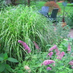Little Zebra Grass - Miscanthus - 6 Pack Of 1 Gallon Pots -Outlet Aegis Garden Store Picture Miscanthus Little Zebra 3