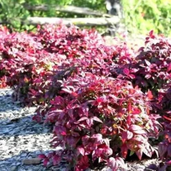 Blush Pink Nandina - 6 Pack Of 1 Gallon Pots -Outlet Aegis Garden Store Picture Nandina Blush Pink Grouping 2