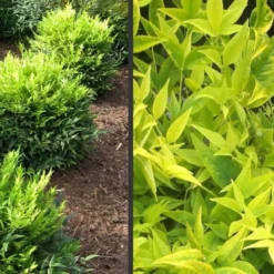 Lemon Lime Nandina - 2.5 Quart Pot -Outlet Aegis Garden Store Picture Nandina Lemon Lime 2
