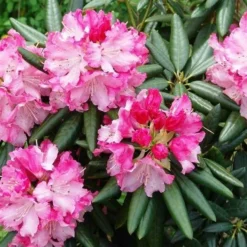 Southgate 'Brandi' Rhododendron - 2 Gallon Pot -Outlet Aegis Garden Store Picture Rhododendron Southgate Brandi 2