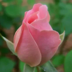 The Georgia Peach Shrub Rose - 1 Gallon Pot -Outlet Aegis Garden Store Picture Rose Georgia Peach 1