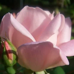 The Georgia Peach Shrub Rose - 1 Gallon Pot -Outlet Aegis Garden Store Picture Rose Georgia Peach 2