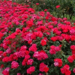 Original Red Knock Out Rose - 3 Gallon Pot -Outlet Aegis Garden Store Picture Rose Knock Out Red 5 1