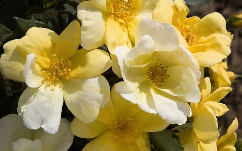 Sunny Yellow Knock Out Rose - 3 Gallon Pot 6 Sunny Yellow Knock Out Rose - 3 Gallon Pot - Image 4