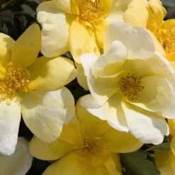 Sunny Yellow Knock Out Rose - 2 Gallon Pot -Outlet Aegis Garden Store Picture Rose Knock Out Sunny 1