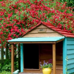 Red Cascade Miniature Climbing Rose - 1 Gallon Pot -Outlet Aegis Garden Store Picture Rose Red Cascade 1