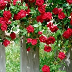 Red Cascade Miniature Climbing Rose - 1 Gallon Pot -Outlet Aegis Garden Store Picture Rose Red Cascade 11