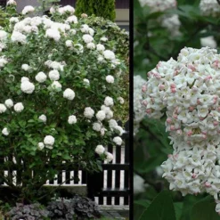 Fragrant Snowball Viburnum Carlecephalum - 3 Gallon Pot -Outlet Aegis Garden Store Picture Viburnum Fragrant Snowball 4