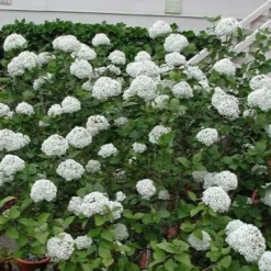 Fragrant Snowball Viburnum Carlecephalum - 3 Gallon Pot -Outlet Aegis Garden Store Picture Viburnum Fragrant Snowball Carlcephalum 2