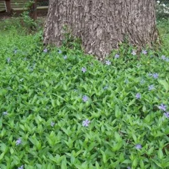 Evergreen Periwinkle - Vinca Minor - 18 Count Flat Of Pint Pots -Outlet Aegis Garden Store Picture Vinca Minor Around tree