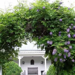 Amethyst Falls Wisteria Vine - 3 Gallon Pot -Outlet Aegis Garden Store Picture Wisteria Amethyst Falls 1 2