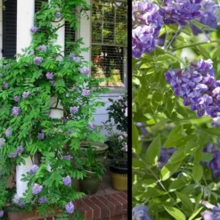 Amethyst Falls Wisteria Vine - 1 Gallon Pot -Outlet Aegis Garden Store Picture Wisteria Amethyst Falls 2