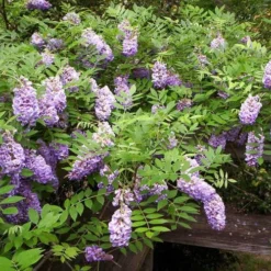 Amethyst Falls Wisteria Vine - 3 Gallon Pot -Outlet Aegis Garden Store Picture Wisteria Amethyst Falls 5 2