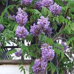 Amethyst Falls Wisteria Vine - 3 Gallon Pot -Outlet Aegis Garden Store Picture Wisteria Amethyst Falls Vine 1 2