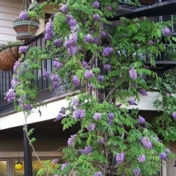 Amethyst Falls Wisteria Vine - 3 Gallon Pot -Outlet Aegis Garden Store Picture Wisteria Amethyst Falls Vine 3