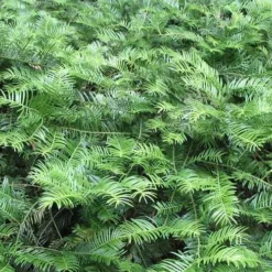 Yewtopia Plum Yew - 2 Gallon Pot -Outlet Aegis Garden Store Picture Yew Plum Yewtopia 1