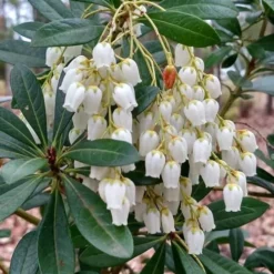 Mountain Snow Pieris - 2 Gallon Pot -Outlet Aegis Garden Store Pieris Mountain Snow 10