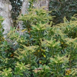 Mountain Snow Pieris - 2 Gallon Pot -Outlet Aegis Garden Store Pieris Mountain Snow 11