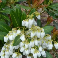 Mountain Snow Pieris - 2 Gallon Pot -Outlet Aegis Garden Store Pieris Mountain Snow 12