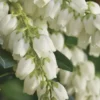 Mountain Snow Pieris - 3 Gallon Pot -Outlet Aegis Garden Store Pieris Mountain Snow 14 2