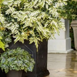 Mountain Snow Pieris - 2 Gallon Pot -Outlet Aegis Garden Store Pieris Mountain Snow 15