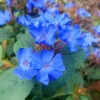 Hardy Blue Plumbago (Ceratostigma Plumbaginoides) - 1 Gallon Pot -Outlet Aegis Garden Store Plumbago Hardy Blue 20 3