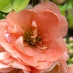 Cameo Flowering Quince - 3 Gallon Pot -Outlet Aegis Garden Store Quince Cameo 5