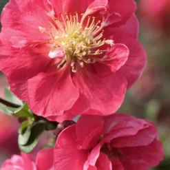 Double Take Pink Storm Flowering Quince - 2 Gallon Pot -Outlet Aegis Garden Store Quince Double Take Pink 1