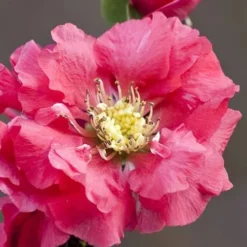 Double Take Pink Storm Flowering Quince - 2 Gallon Pot