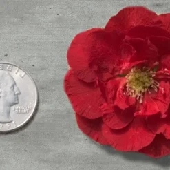 Double Take 'Scarlet' Flowering Quince - 2 Gallon Pot -Outlet Aegis Garden Store Quince Double Take Red 11 1