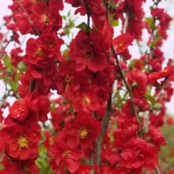 Double Take 'Scarlet' Flowering Quince - 2 Gallon Pot -Outlet Aegis Garden Store Quince Double Take Scarlet 5 1