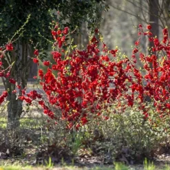 Double Take 'Scarlet' Flowering Quince - 2 Gallon Pot -Outlet Aegis Garden Store Quince Double Take Scarlet 6 1