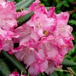 Southgate 'Brandi' Rhododendron - 2 Gallon Pot -Outlet Aegis Garden Store Rhododednron Southgate Rrandi 5