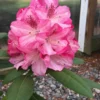 Southgate 'Splendor' Rhododendron - 2 Gallon Pot -Outlet Aegis Garden Store Rhododednron Southgate Splendor 5