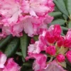 Southgate 'Brandi' Rhododendron - 2 Gallon Pot
