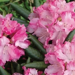 Southgate 'Brandi' Rhododendron - 2 Gallon Pot -Outlet Aegis Garden Store Rhododendron Southgate Brandi