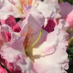 Southgate Breezy Rhododendron- 2 Gallon Pot