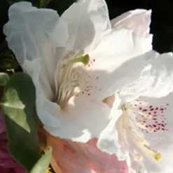 Southgate Divine Rhododendron -Outlet Aegis Garden Store Rhododendron Southgate Divine