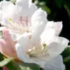 Southgate Divine Rhododendron -Outlet Aegis Garden Store Rhododendron Southgate Divine 500x750 1