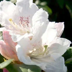 Southgate Divine Rhododendron