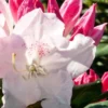 Southgate 'Grace' Rhododendron - 2 Gallon Pot -Outlet Aegis Garden Store Rhododendron Southgate Grace 500x750 1