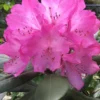 Southgate 'Radiance' Rhododendron - 3 Gallon Pot -Outlet Aegis Garden Store Rhododendron Southgate Radiance 2 500x750 2