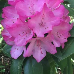 Southgate 'Radiance' Rhododendron - 2 Gallon Pot -Outlet Aegis Garden Store Rhododendron Southgate Radiance 4 500x750 1