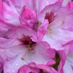 Southgate 'Radiance' Rhododendron - 3 Gallon Pot -Outlet Aegis Garden Store Rhododendron Southgate Radiance Closeup 1