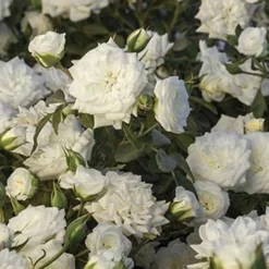 White Drift Rose - 3 Gallon Pot -Outlet Aegis Garden Store Ride White Drift Blooms 2